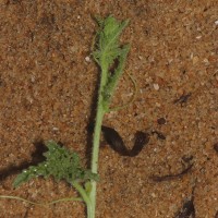 Citrullus colocynthis (L.) Schrad.